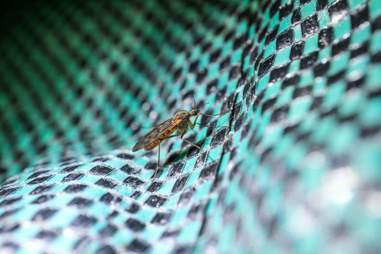 Enfrentarte a las picaduras de mosquitos en verano