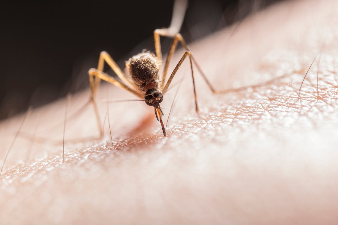 Maneras eficaces para evitar las picaduras de los mosquitos
