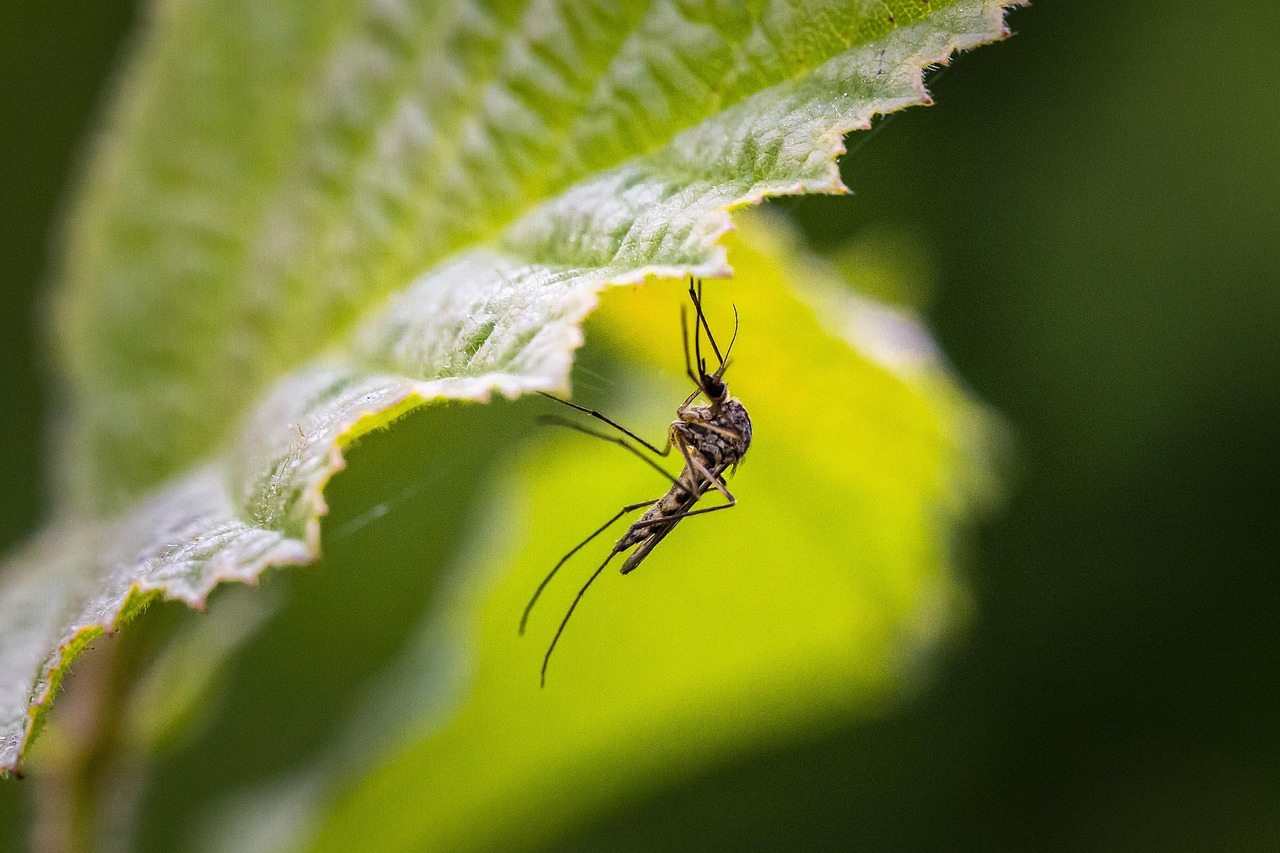 Elegir repelente de mosquitos